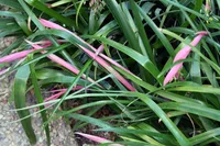 Billbergia nutans