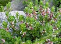 Sea Milkwort