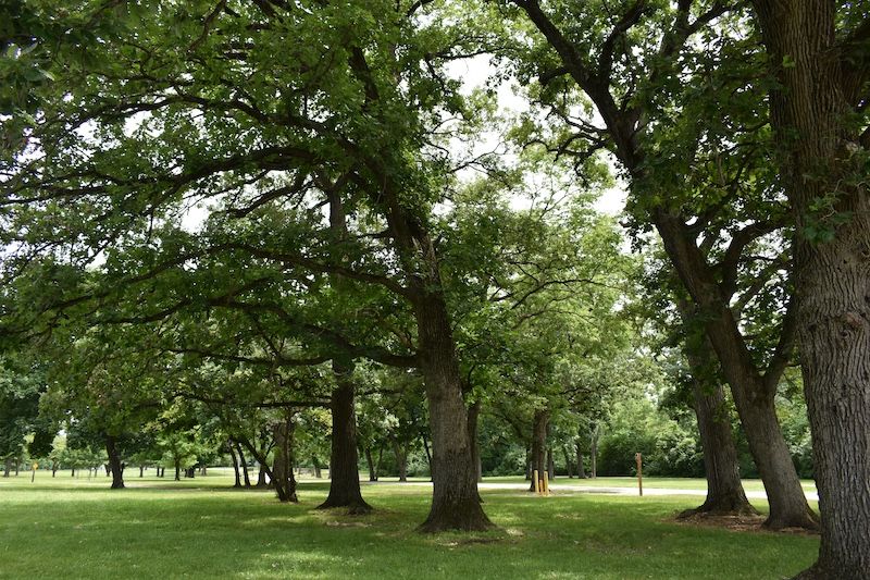 Trees