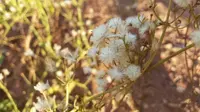 Senecio bayonnensis