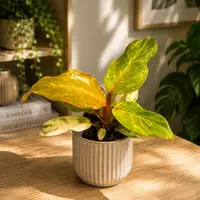 Philodendron 'Orange Marmalade' (Philodendron 'Orange Marmalade') plant