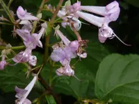 Ecklon spurflower (Plectranthus ecklonii) plant