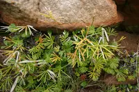 Fan-Leaved Fern
