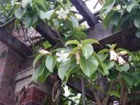 Easter lily vine