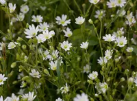 Cerastium ligusticum (Cerastium ligusticum) plant