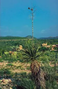 Buckley's yucca