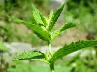 spearmint (Mentha spicata) plant