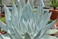 Britton's Dudleya (Dudleya brittonii) plant
