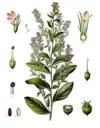 Indian-tobacco