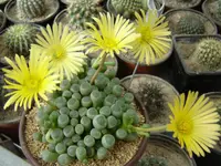Fenestraria rhopalophylla flowers