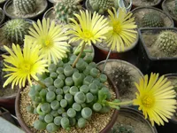 Fenestraria rhopalophylla flowers