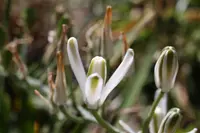 Nelson's slime lily