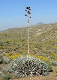 desert agave (Agave deserti) plant