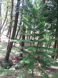 boise araucaria