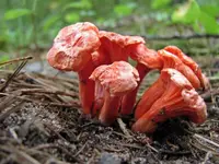 Red Chanterelle