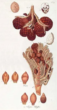raffia palm