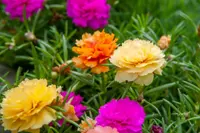 Portulaca grandiflora