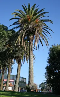 Canary Island date palm