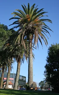 Canary Island date palm (Phoenix canariensis) plant