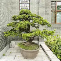 Podocarpus macrophyllus in the pot