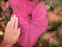 Fancy-leaf Caladium