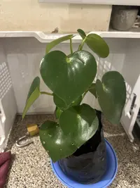 Raindrop Peperomia photo by a Botan App user