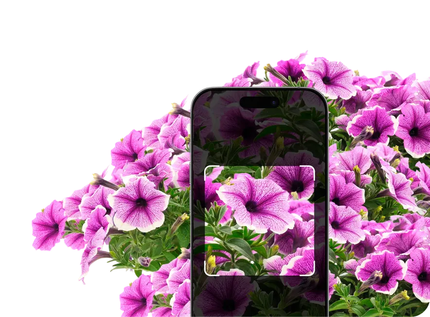 Annual Identification – Hero