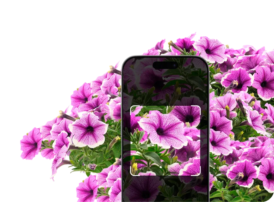 Annual Identification – Hero
