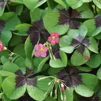 Oxalis tetraphylla 'Iron Cross' plant