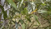 candelabra wattle (Acacia holosericea) plant