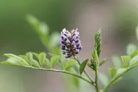 cultivated licorice