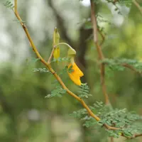 Prostrate kowhai (Sophora prostrata) plant