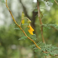 Prostrate kowhai (Sophora prostrata) plant
