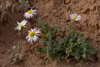 plains dozedaisy (Aphanostephus ramosissimus) plant