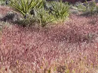 compact brome