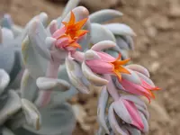 Echeveria lilacina