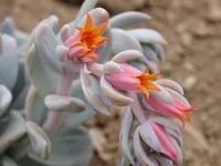 Echeveria lilacina