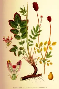 Great Burnet (Sanguisorba officinalis) plant