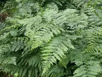 Bracken