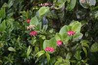 Cavendishia complectens