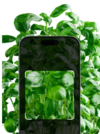 Edible Plant Identification – Hero Mobile