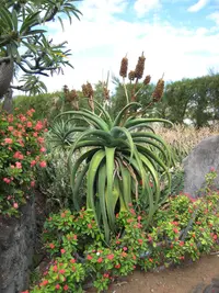 Malagasy Tree Aloe