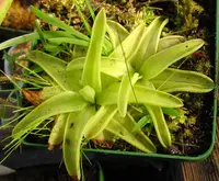 yellow butterwort