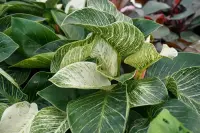 Philodendron 'Birkin'