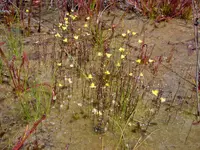 zigzag bladderwort