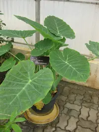 giant elephant ear (Leucocasia gigantea) plant