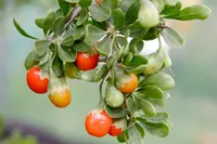 African boxthorn