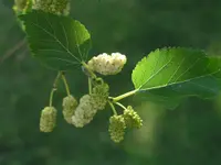 white mulberry