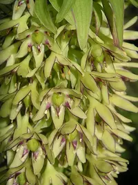 Variegated Pineapple Lily