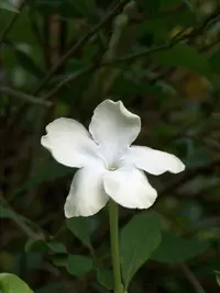 American brunfelsia